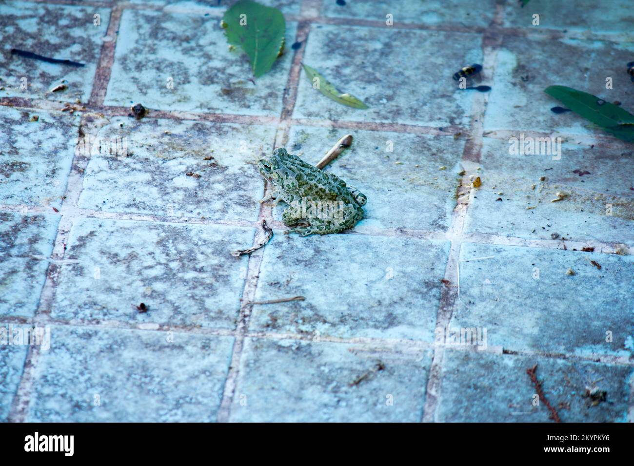 una piccola rana nella piscina vuota, una piccola rana nella piscina vuota Foto Stock