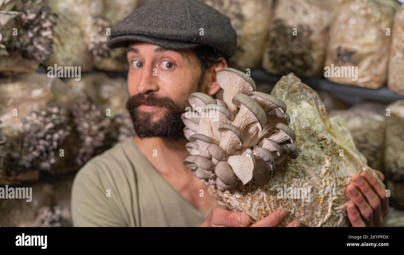 uomo che tiene funghi di ostriche contro serra di funghi. Foto Stock
