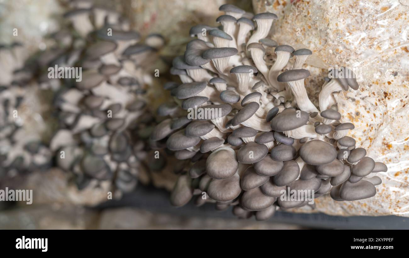 Giovani funghi di ostriche crescono in fattoria funghi Foto Stock