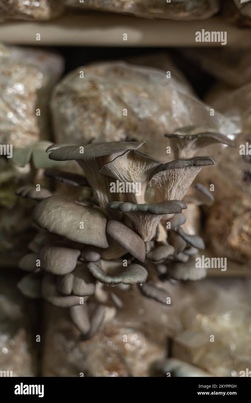 i funghi dell'ostrica crescono nella fattoria dei funghi Foto Stock