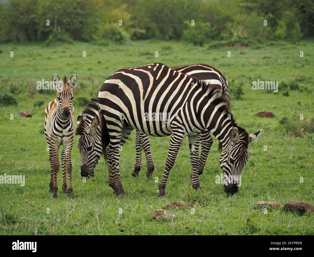 Pianure deformate Zebra / zebra di Grant (Equus quagga boehmi) con fazzoletto e adulto in piedi tra fiori di fazzoletto di carta - ecosistema Mara - Kenya, Africa Foto Stock