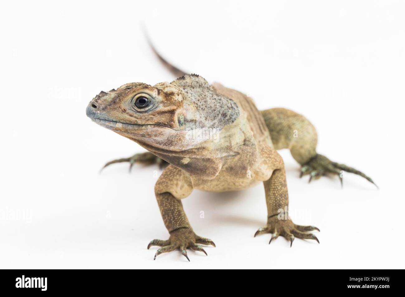 Hispaniolan Rhinoceros Iguana lucertola Cyclura cornuta cornuta isolata su sfondo bianco Foto Stock