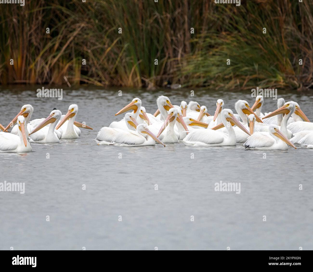 American White Pelican (Pelecanus erythrorhynchos) presso la riserva naturale del bacino di Sepulveda a Van Nuys, California. Foto Stock