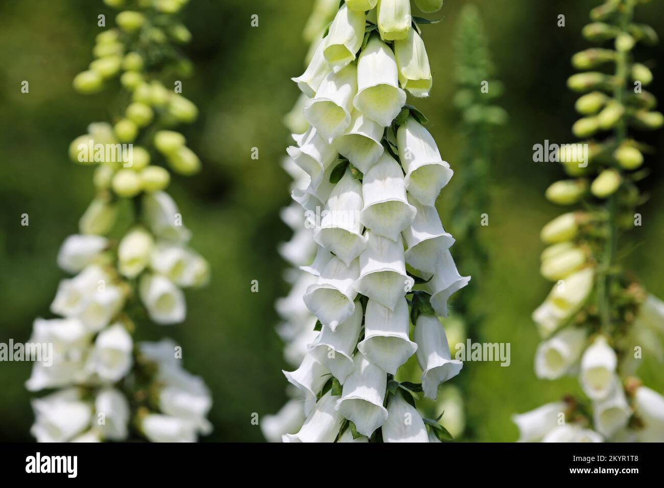 Fiore bianco di foxguanto - California Foto Stock