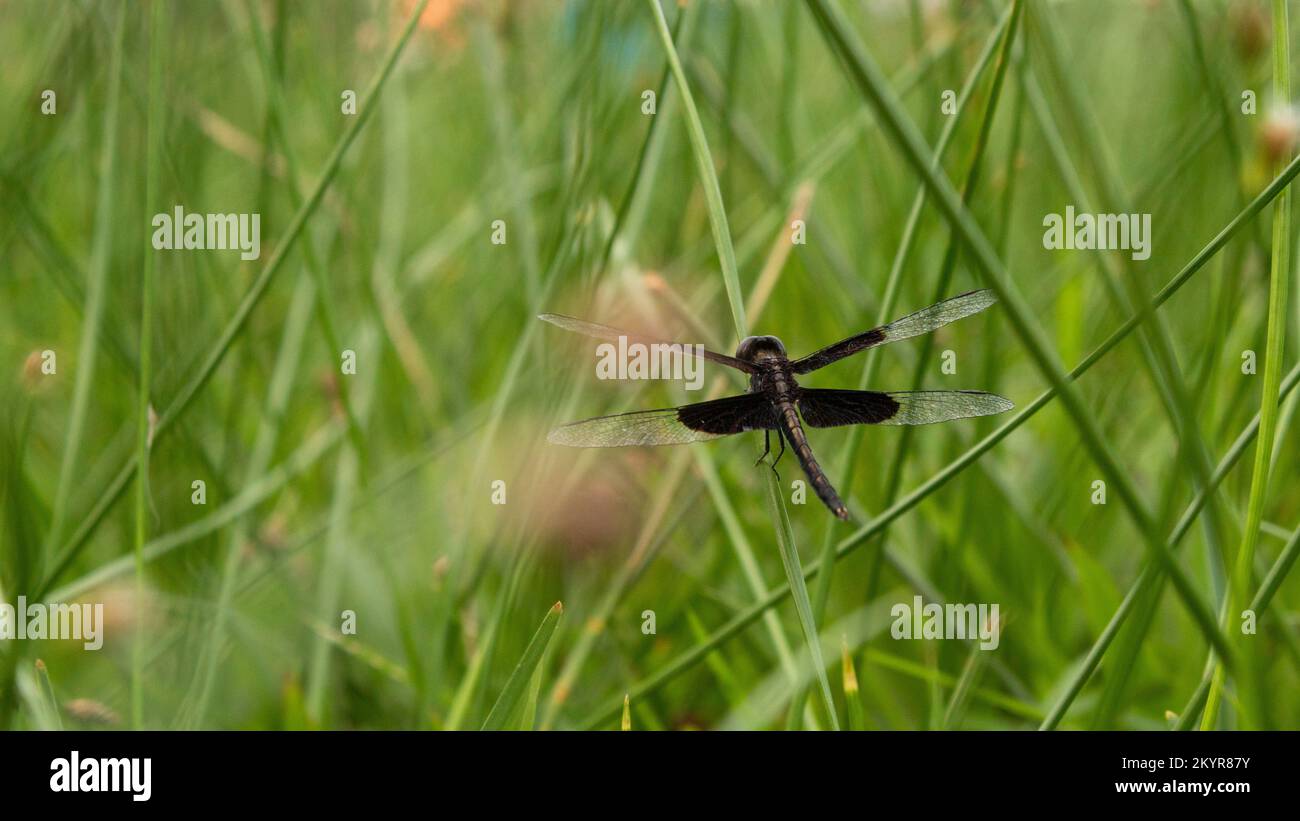 libellula nera, in mezzo all'erba Foto Stock