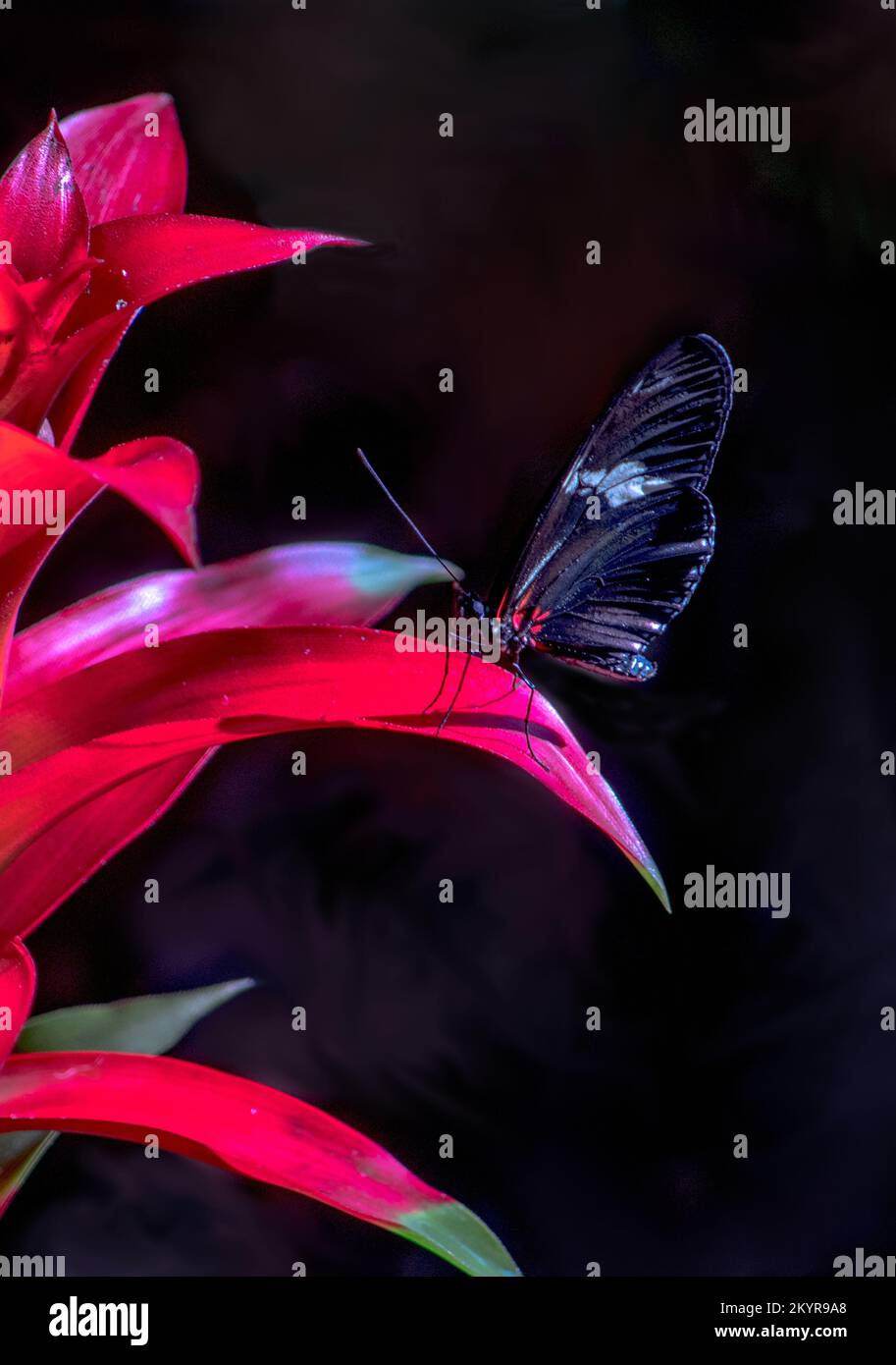 la piccola farfalla da postino si appiccola su una foglia rossa brillante di una pianta spiky Foto Stock