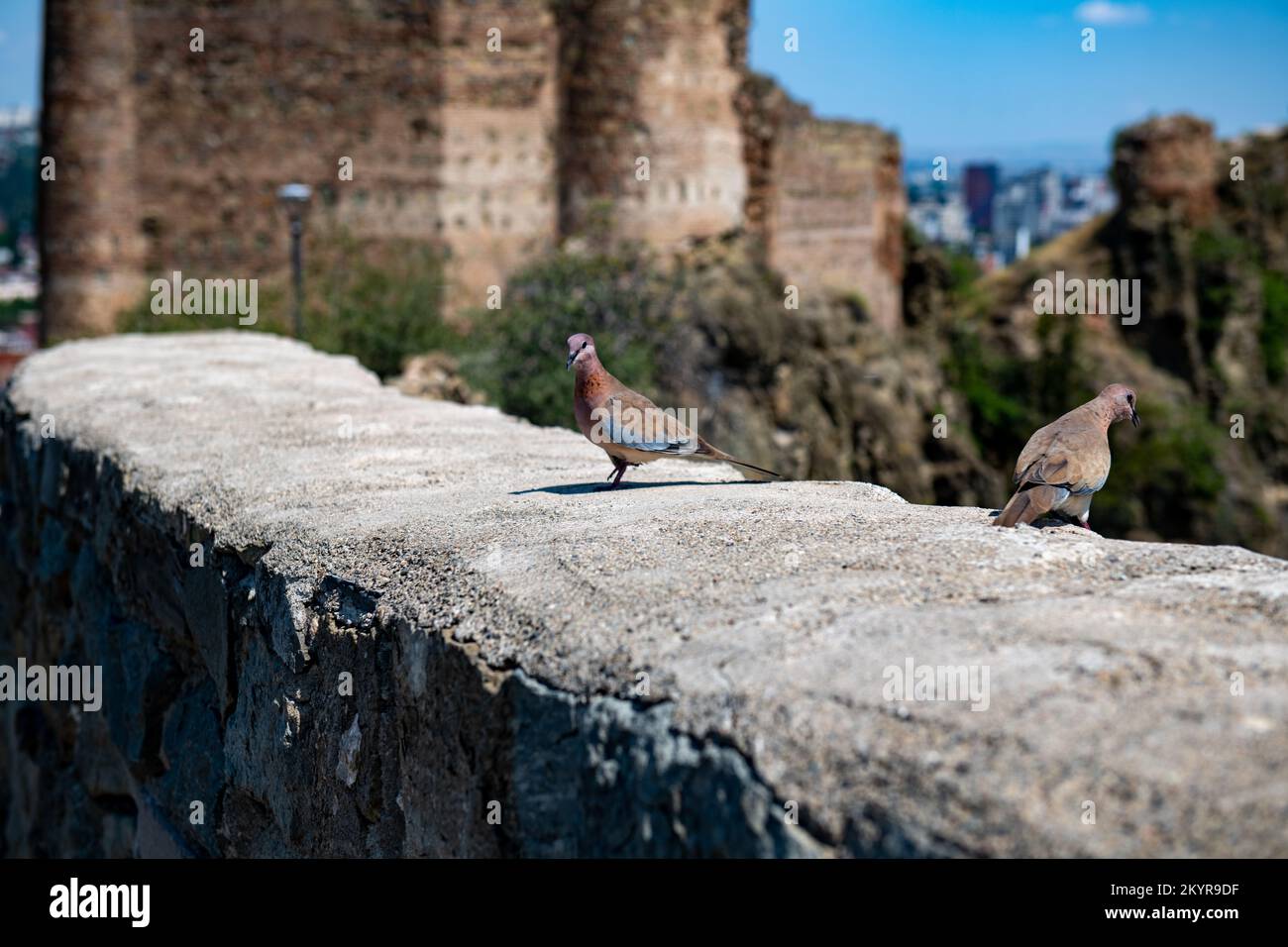 un uccello siede su una pietra grigia sullo sfondo delle rovine del castello Foto Stock