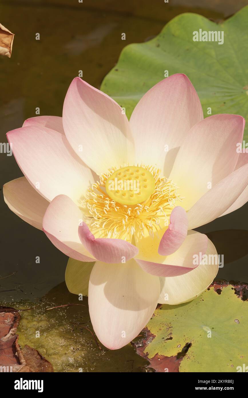 Particolare primo piano su un fragile e luminoso fiore bianco del loto sacro, Nelumbo nucifera sull'acqua Foto Stock