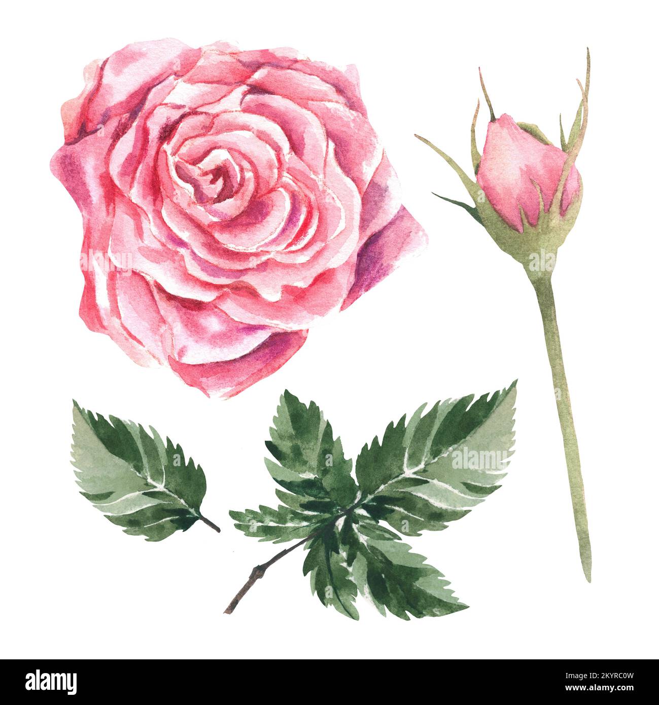 Rosa su sfondo bianco. Boccioli chiusi e foglie verdi. Colore rosa. Illustrazione acquerello. Fare cartoline. Foto Stock