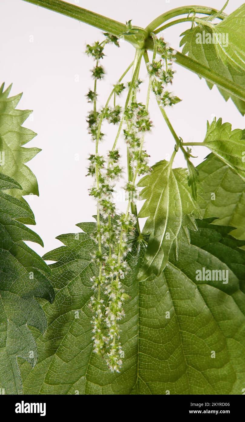 Ortica con aghi pungente sulle foglie di ramo Foto Stock