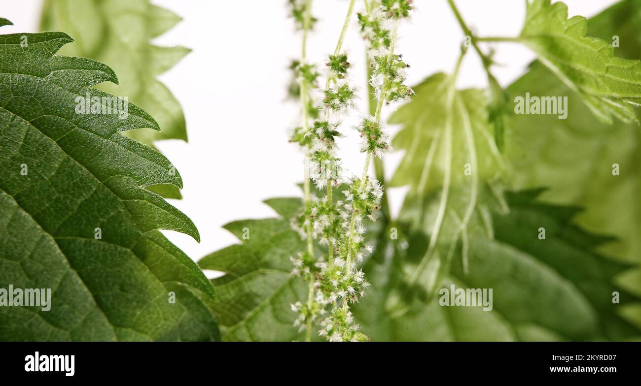 Ortica con aghi pungente sulle foglie di ramo Foto Stock