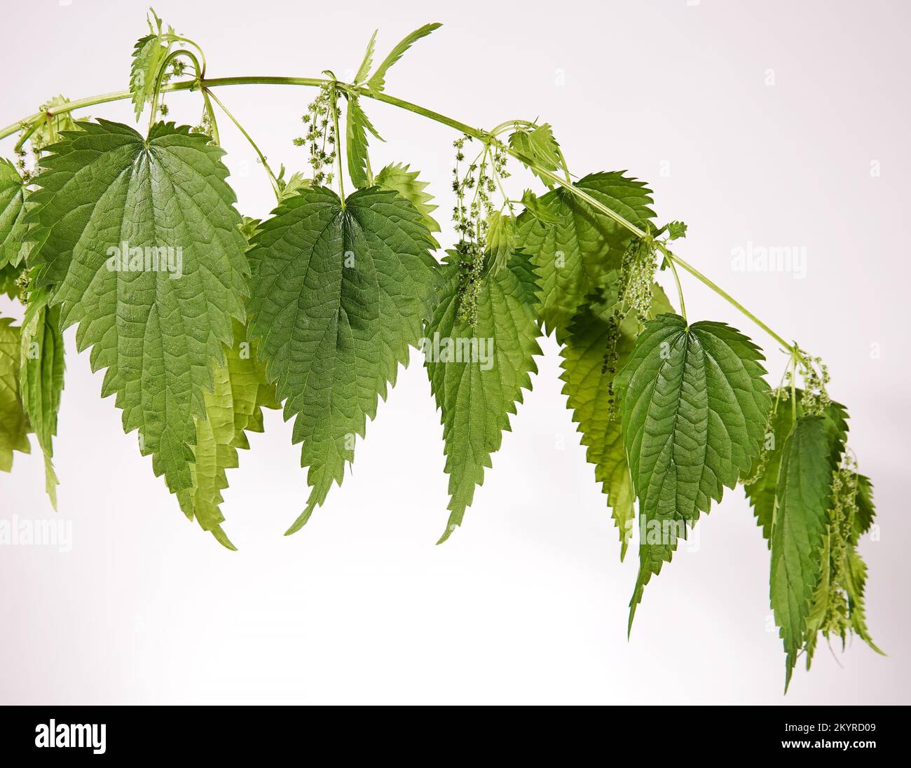 Ortica con aghi pungente sulle foglie di ramo Foto Stock