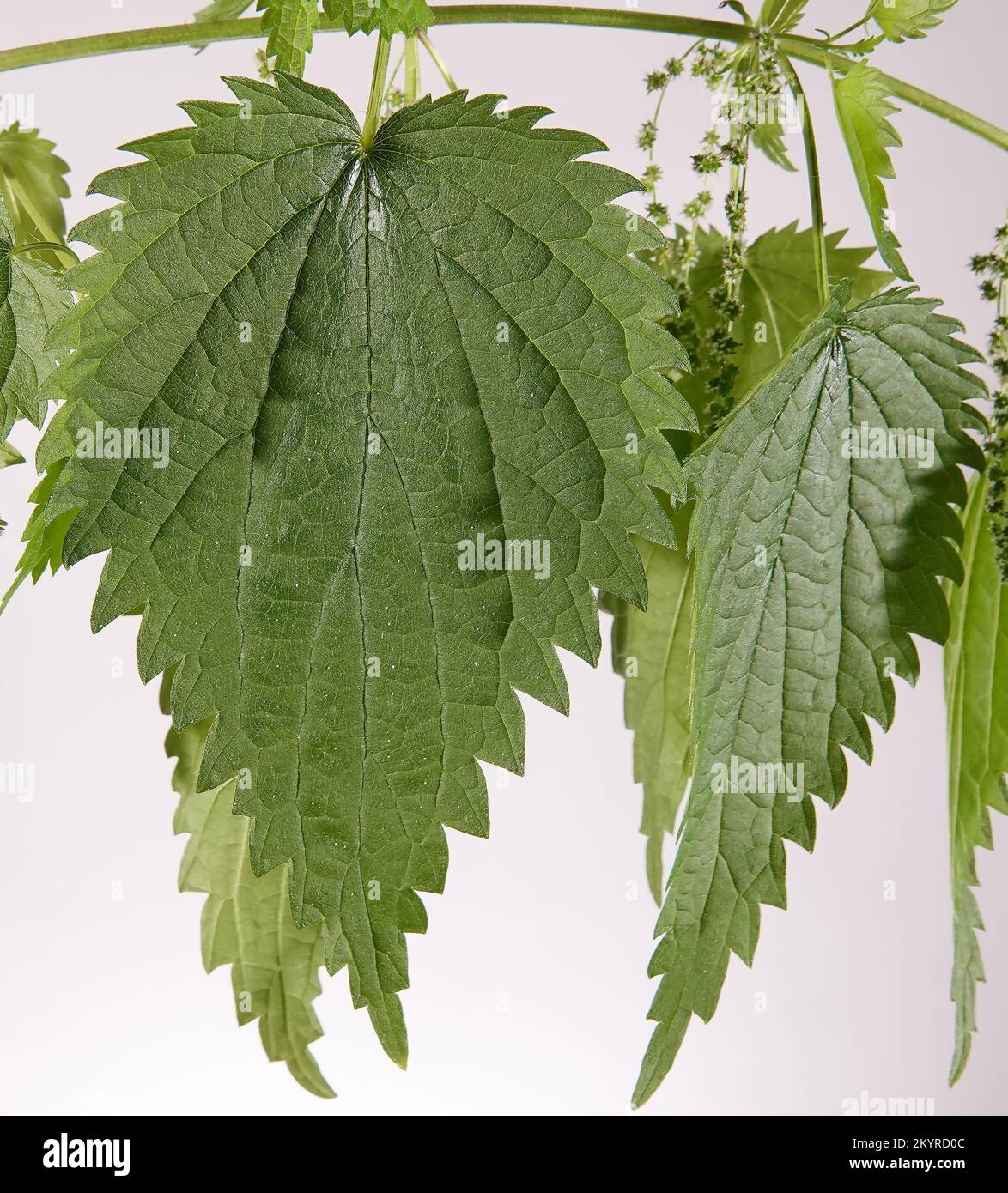 Ortica con aghi pungente sulle foglie di ramo Foto Stock