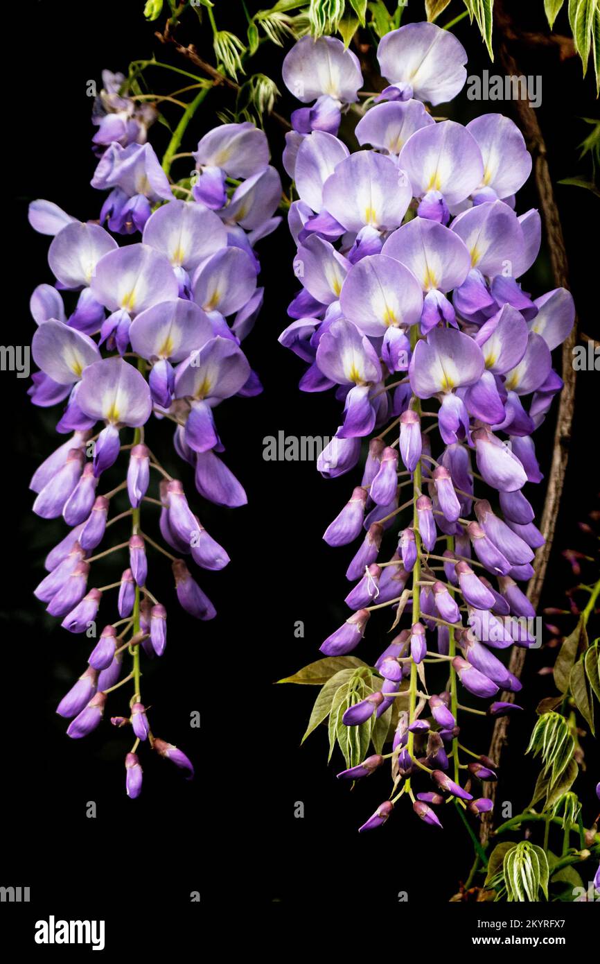 Glicine, Haedenberfia Comptonia, conosciuto anche come Wisteria nativa. Ideale per recinzioni o una copertura a terra. Fiori in viola tenue di lilla rosa in primavera Foto Stock