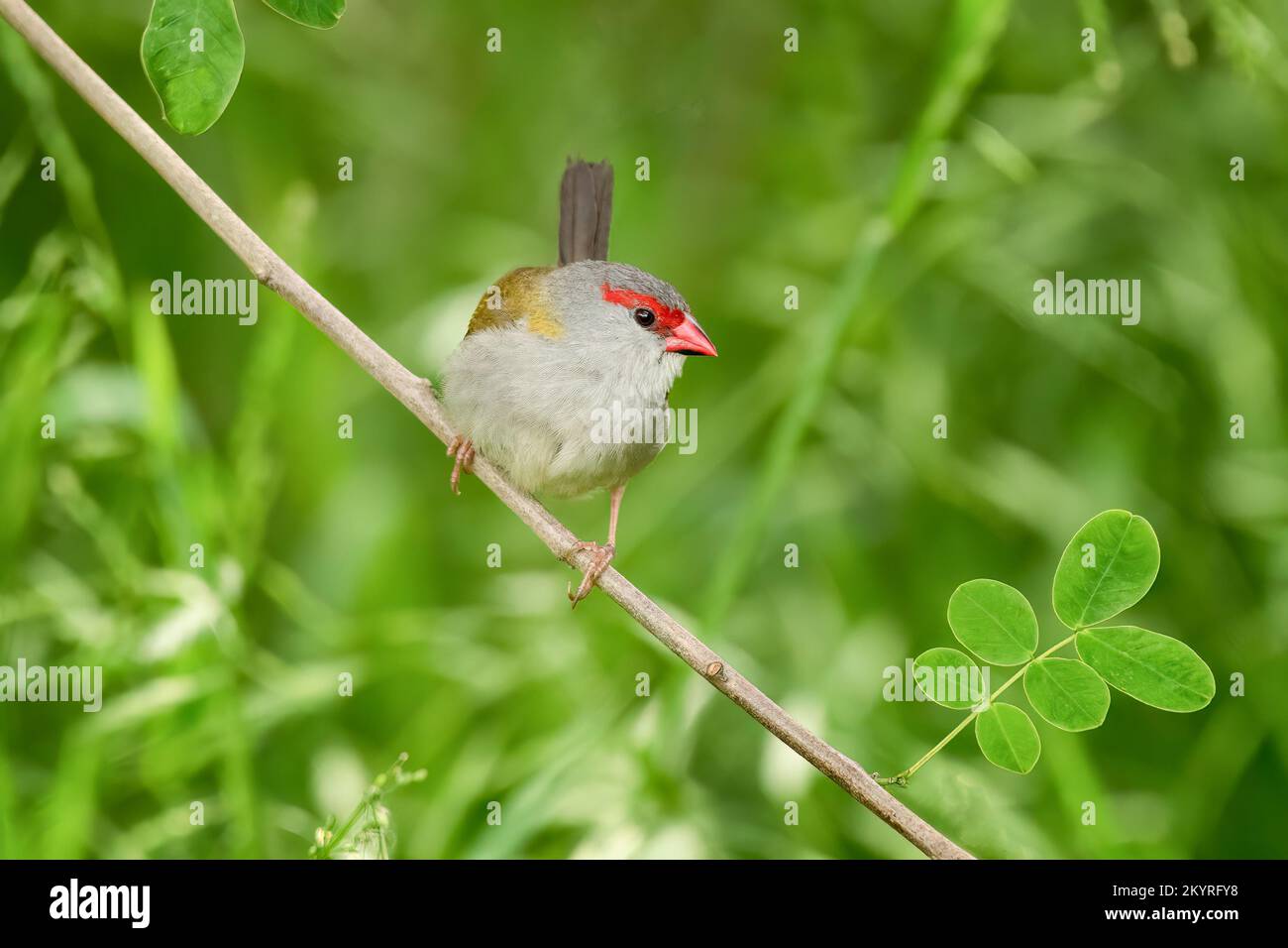 Una pinca rossa marrone ( neochmia temporalis ) arroccata su un piccolo ramo con un fondo verde. Foto Stock