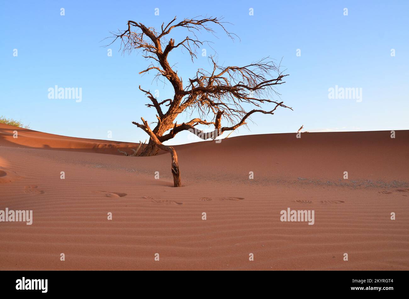 dune con l'albero al tramonto in padella secca del Parco Nazionale di Sossusvlei Namib Naukluft Foto Stock
