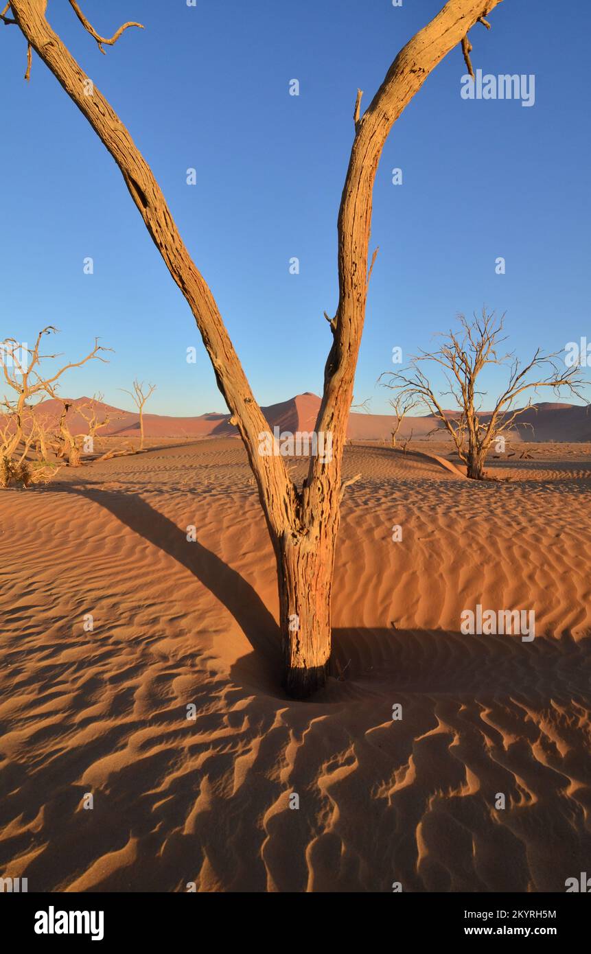 Tramonto con albero su duna in padella asciutta del Parco Nazionale di Sossusvlei Namib Naukluft Foto Stock