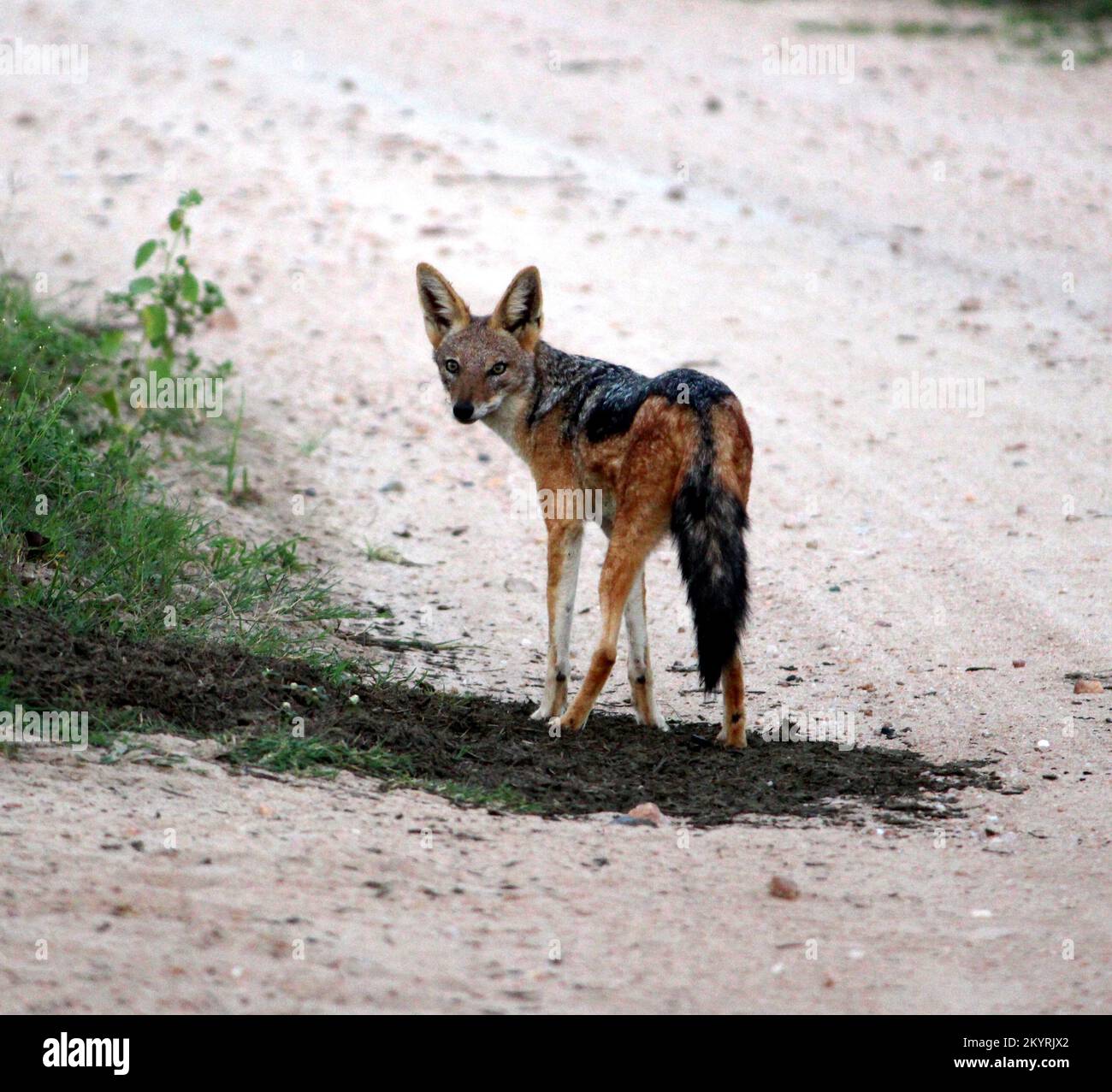 Eastern Black-Backed Jackal (Lupulella mesomelas schmidti) guardando inquisitively verso la macchina fotografica : (pix Sanjiv Shukla) Foto Stock