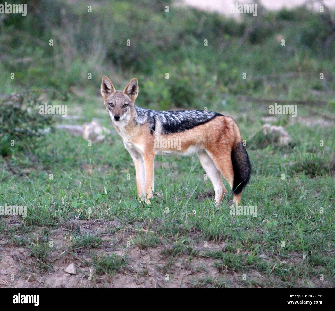 Eastern Black-Backed Jackal (Lupulella mesomelas schmidti) guardando inquisitively verso la macchina fotografica : (pix Sanjiv Shukla) Foto Stock
