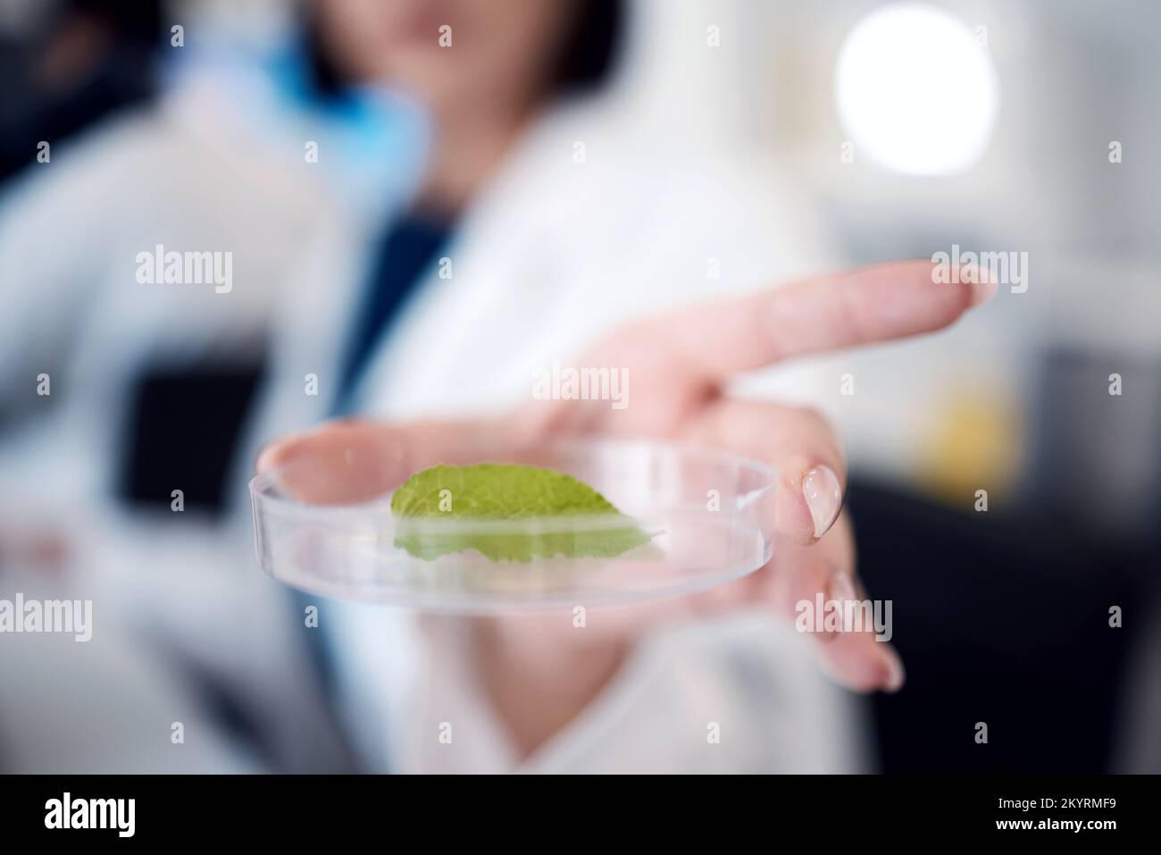 Scienza, ricerca e campione di foglie in piatto di Petri, zoom mano scienziato con esperimento o studio per l'innovazione scientifica. Biologia, chimica e botanica Foto Stock