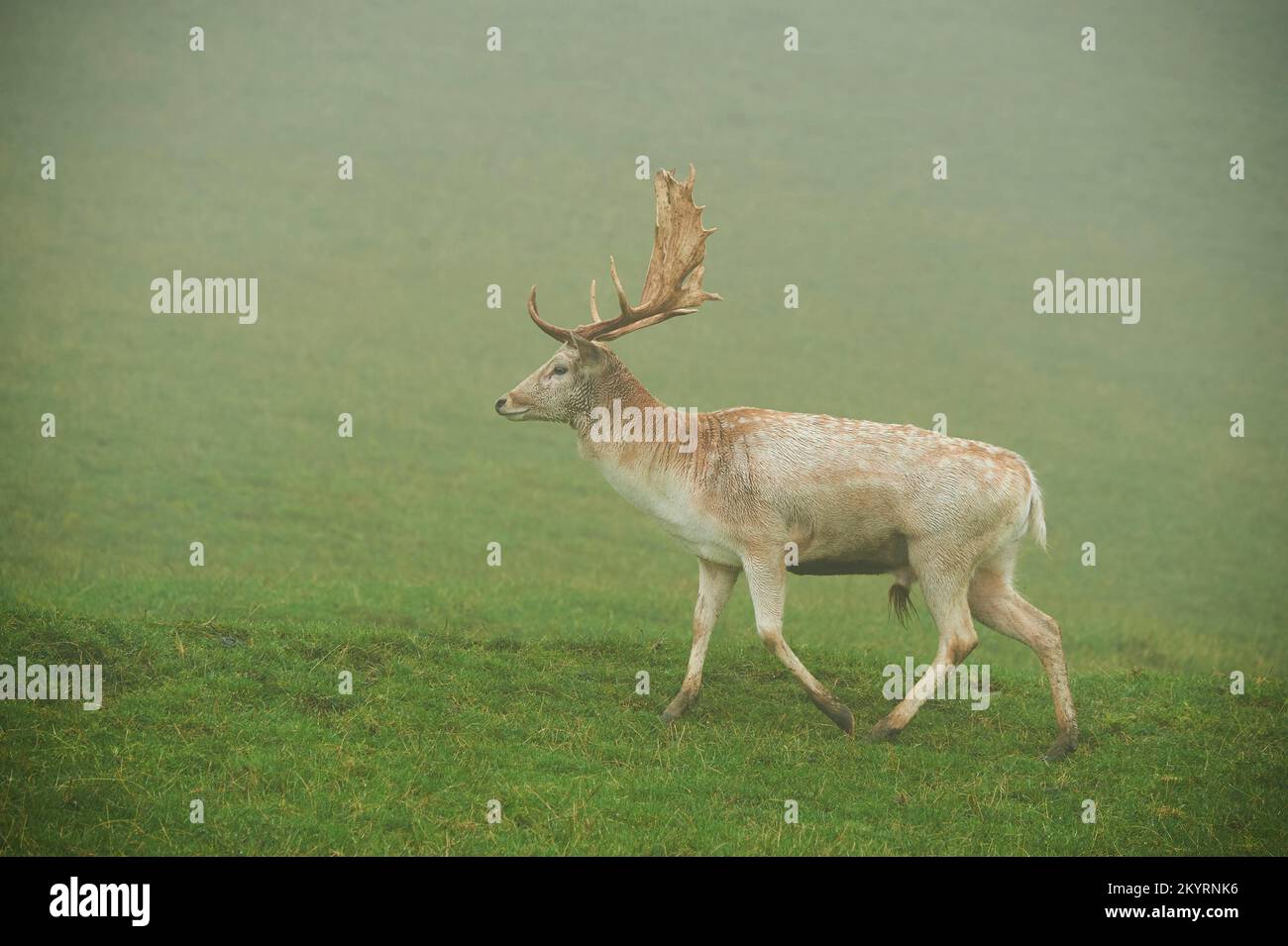 Damhirsch (Dama dama) Männchen, in den Alpen bei Nebel, Herbst, Wildpark Aurach, Kitzbühel, Österreich, Europa Foto Stock