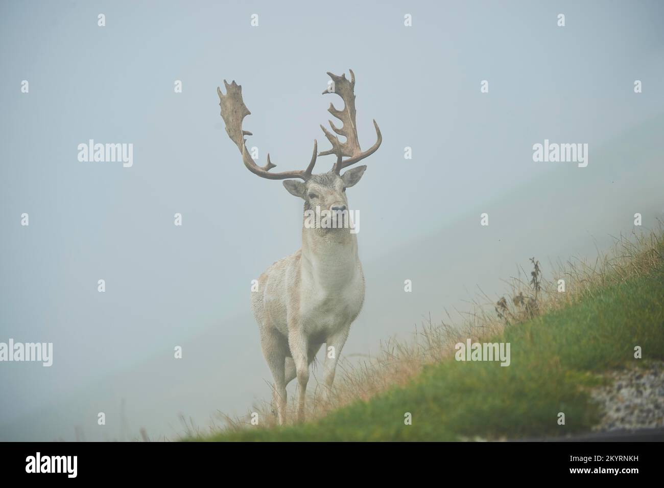 Damhirsch (Dama dama) Männchen, in den Alpen bei Nebel, Herbst, Wildpark Aurach, Kitzbühel, Österreich, Europa Foto Stock
