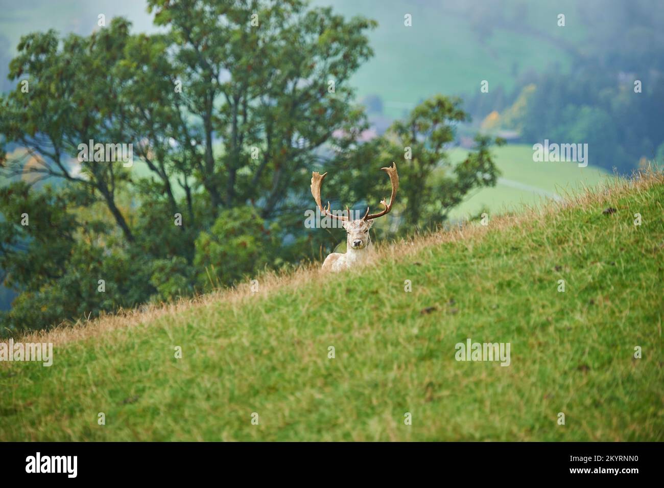 Damhirsch (Dama dama) Männchen, in den Alpen bei Nebel, Herbst, Wildpark Aurach, Kitzbühel, Österreich, Europa Foto Stock