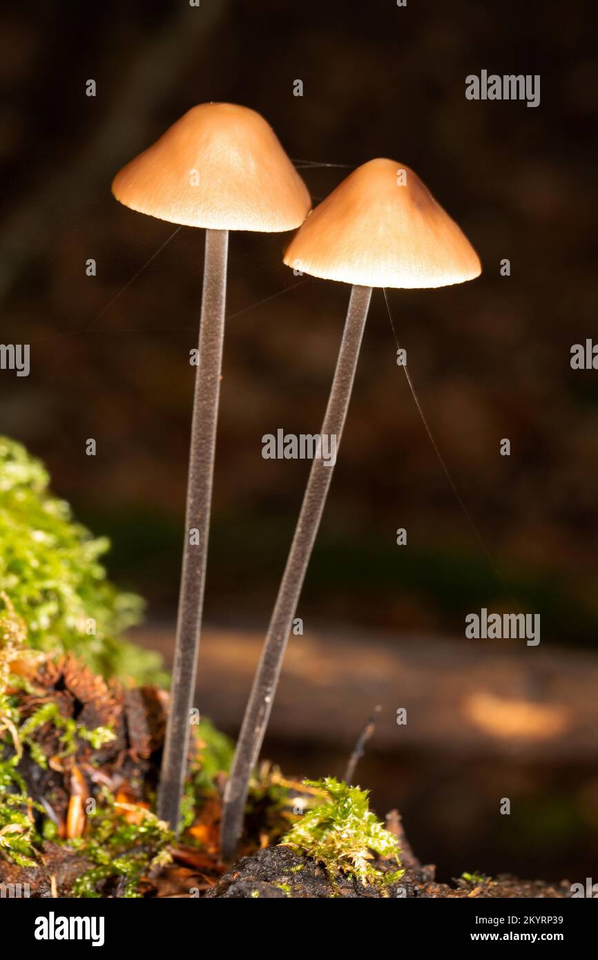 L'aglio a gambo lungo inghiottisce due corpi fruttiferi l'uno accanto all'altro con steli marrone scuro e tappi marrone chiaro Foto Stock