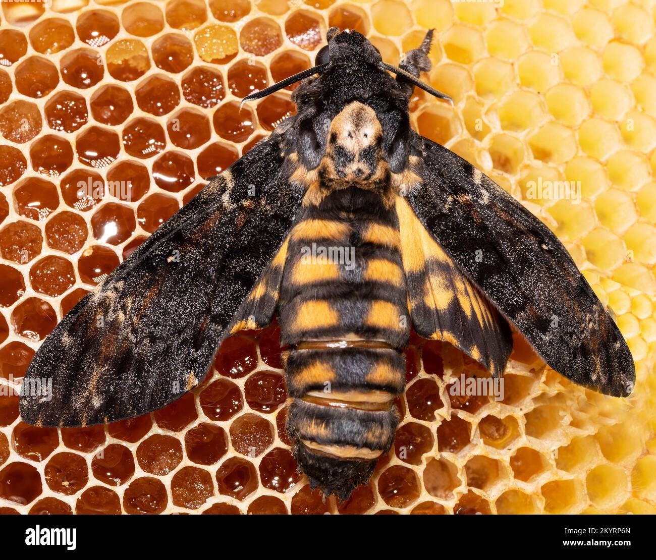 Farfalla della luna della testa della morte con le ali aperte che si  siedono sul nido d'ape da dietro Foto stock - Alamy