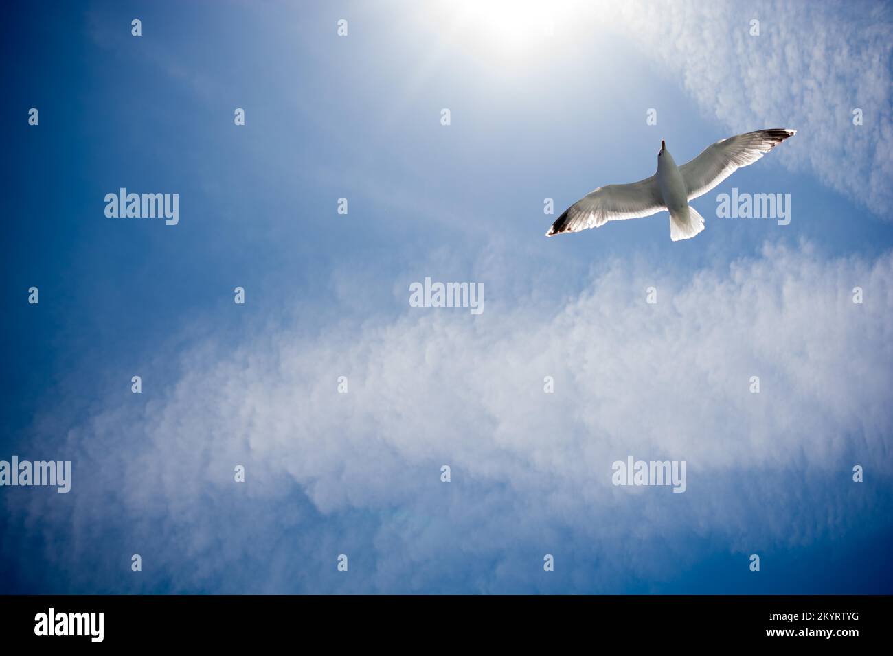 Bella seagull nel cielo blu Foto Stock