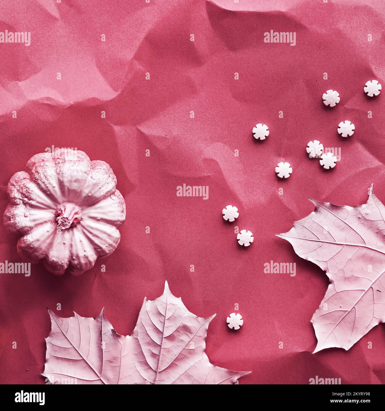 Autunno sfondo magenta con foglie di acero dipinto, zucche e file di zucchero spruzzate. Vivace sfondo monocromatico, storie per i social media. Foto Stock