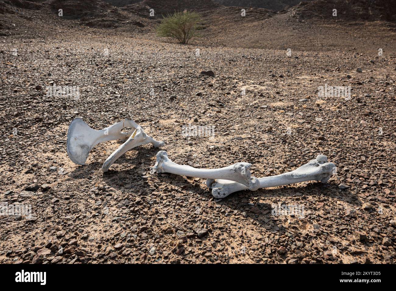 Animali morti ossa secche in un ambiente roccioso, paesaggio desertico Foto Stock