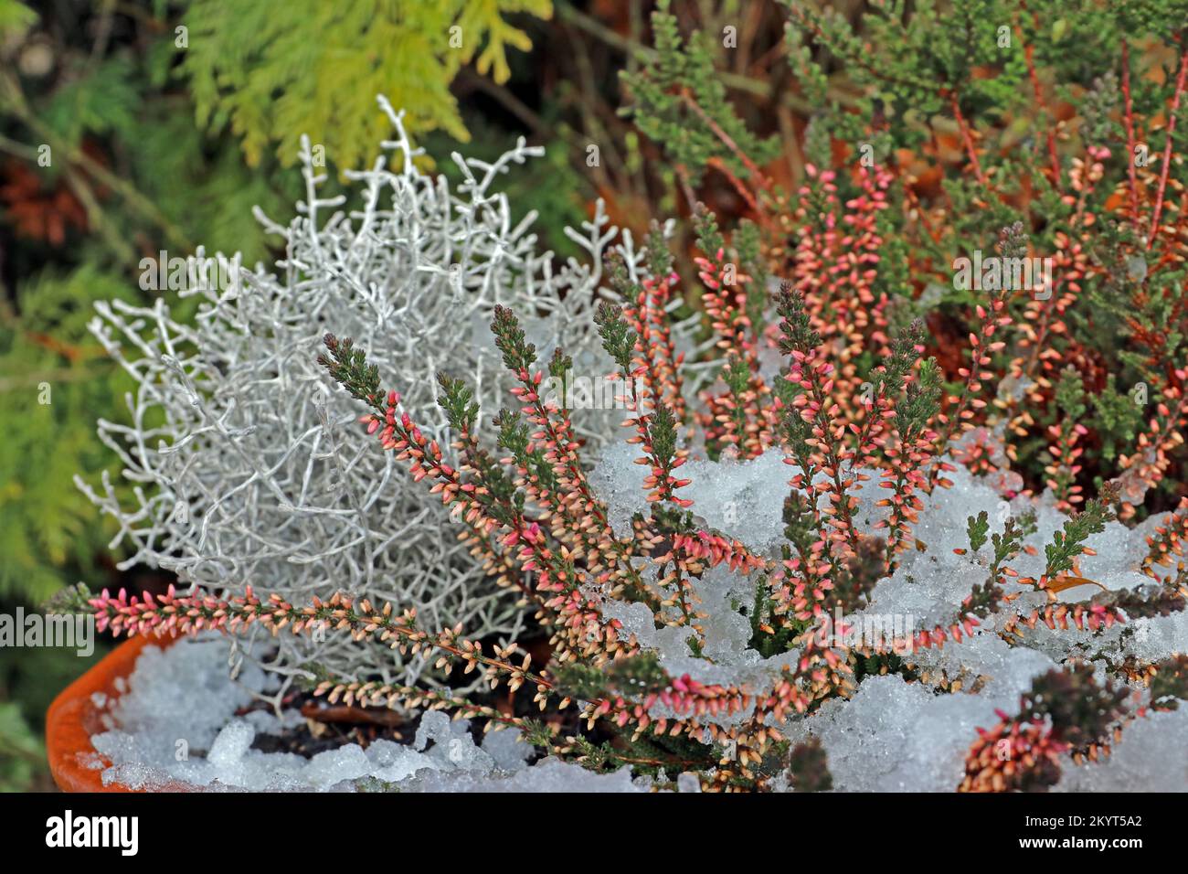 Erica comune e Leucohyta sotto la neve in inverno. (Calluna vulgaris e leucophyta brownii). Molto luminosa e soleggiata. Foto Stock