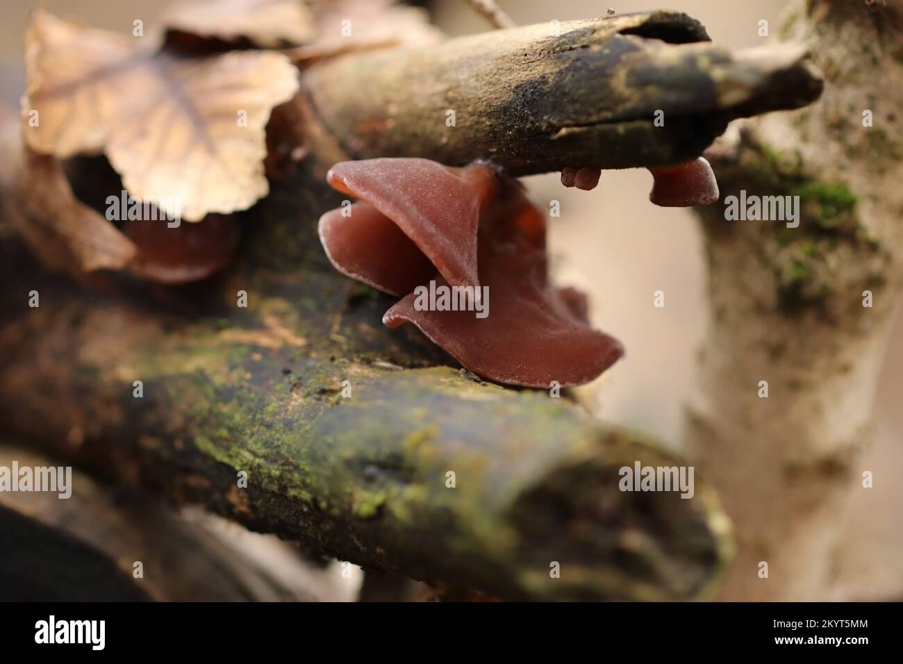 I funghi delle orecchie di ebreo castani selvaggi crescono su un ramo della foresta. Auricularia auricula-judae, conosciuta anche come orecchio di legno nero, fungo nero, orecchio di gelatina. Foto Stock