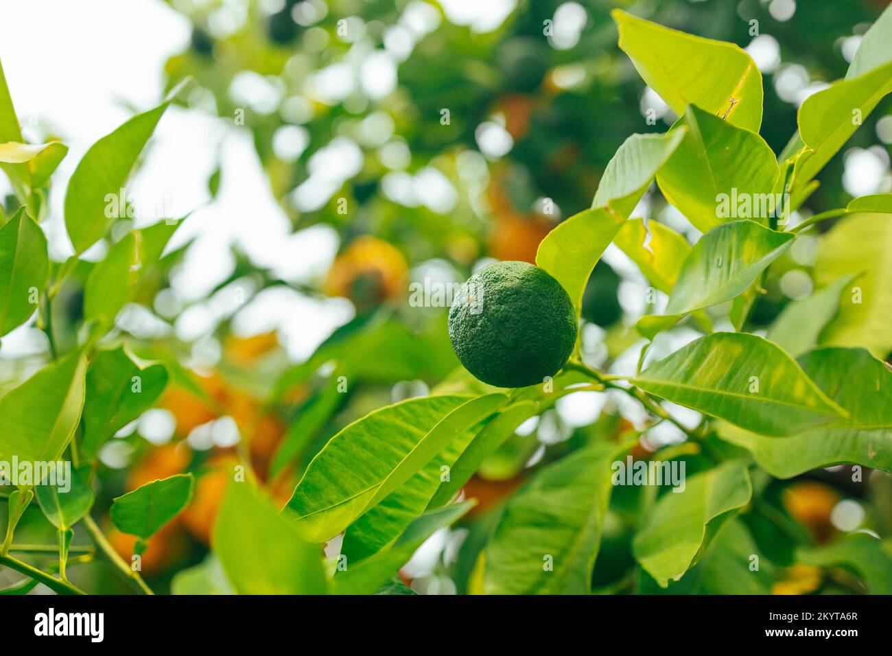 Arance mature e succose sull'albero al giardino contadino. Spagna, Valencia Foto Stock