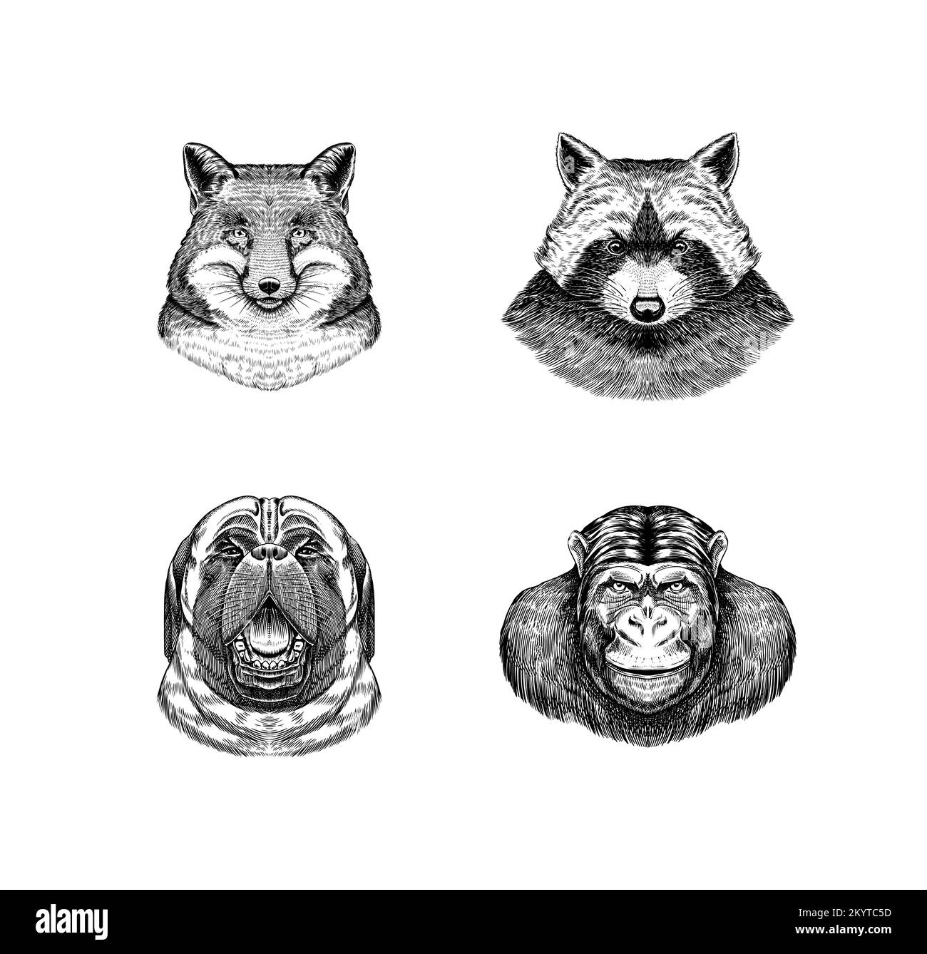 Volpe e procione, cane e scimmia. Animale in stile vintage. Illustrazione vettoriale retrospettiva. Stile Doodle. Disegno inciso disegnato a mano Illustrazione Vettoriale