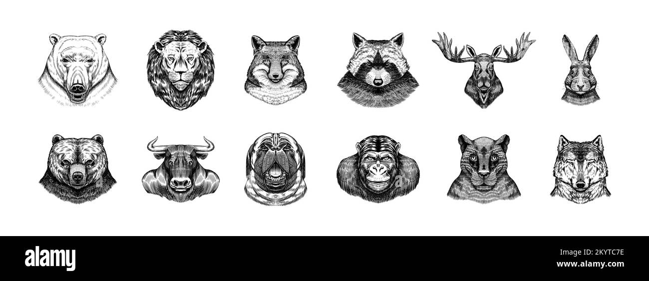 Volpe e procione, cane cervo e lepre, pantera e lupo scimmia Polar orso e leone, Brown orso e toro.. Animale in stile vintage. Vettore retrò Illustrazione Vettoriale