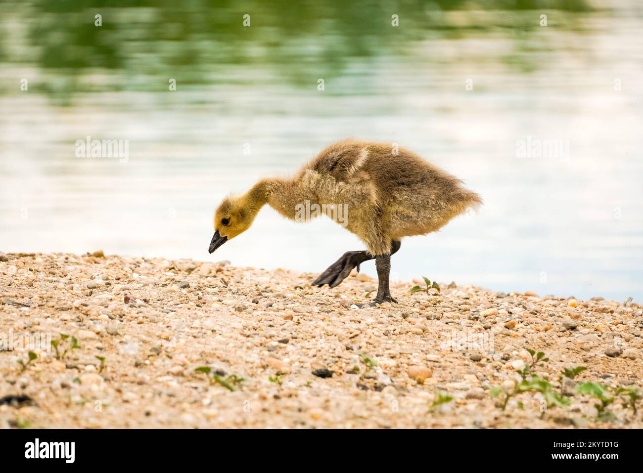 Il giovane pulcino d'oca canadese si foraggia sulla riva di un lago. Branta canadensis. Foto Stock