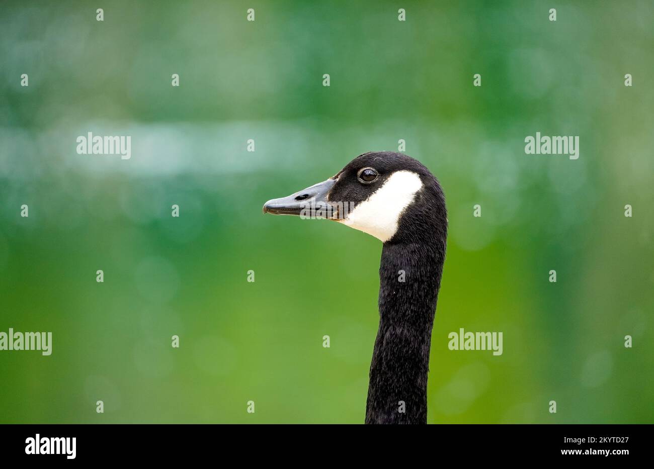 Oca canadese di fronte a uno sfondo verde. Branta canadensis. Foto Stock