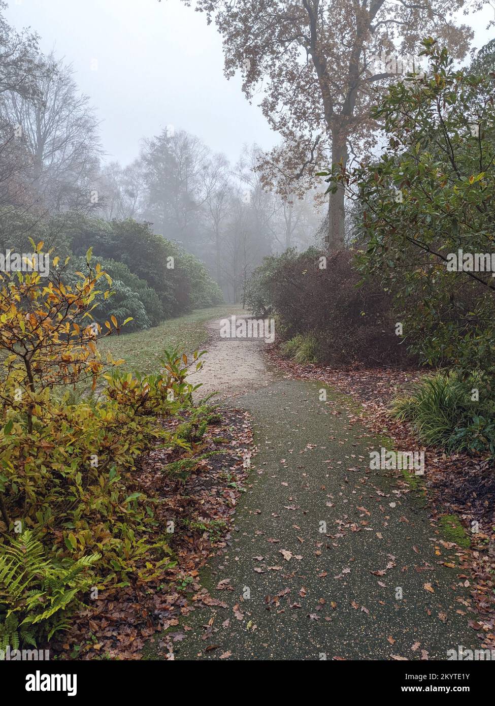 Percorso attraverso un parco in una mattina d'inverno misty Foto Stock
