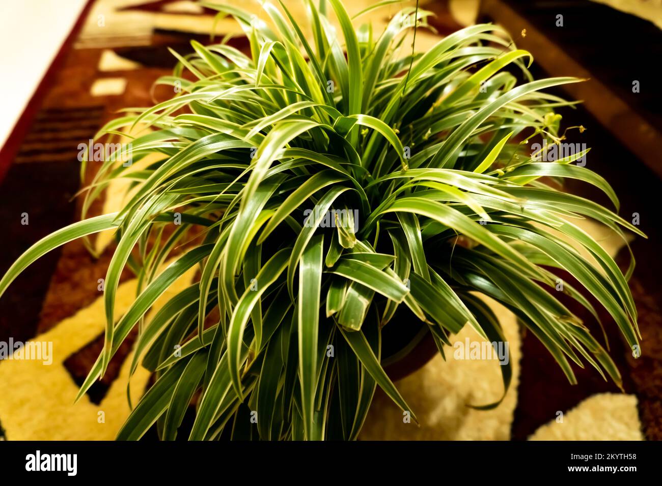 Chlorophytum comosum aka pianta ragno, pianta di aeroplano, Foto Stock