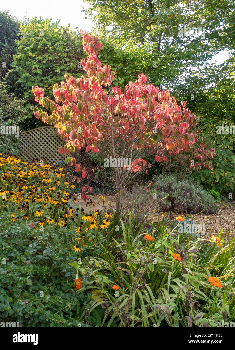 Cornus florida arcobaleno con Rudbeckia Goldsturm in un giardino Devon, Inghilterra UK Foto Stock