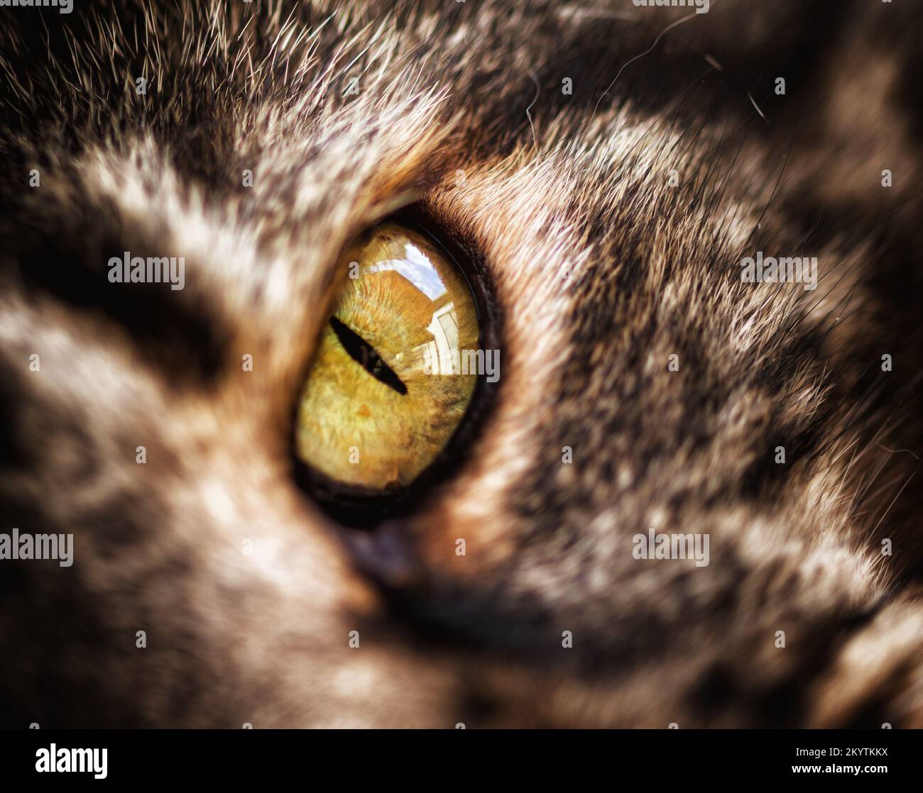 Macro di primo piano di un occhio tomcats Foto Stock