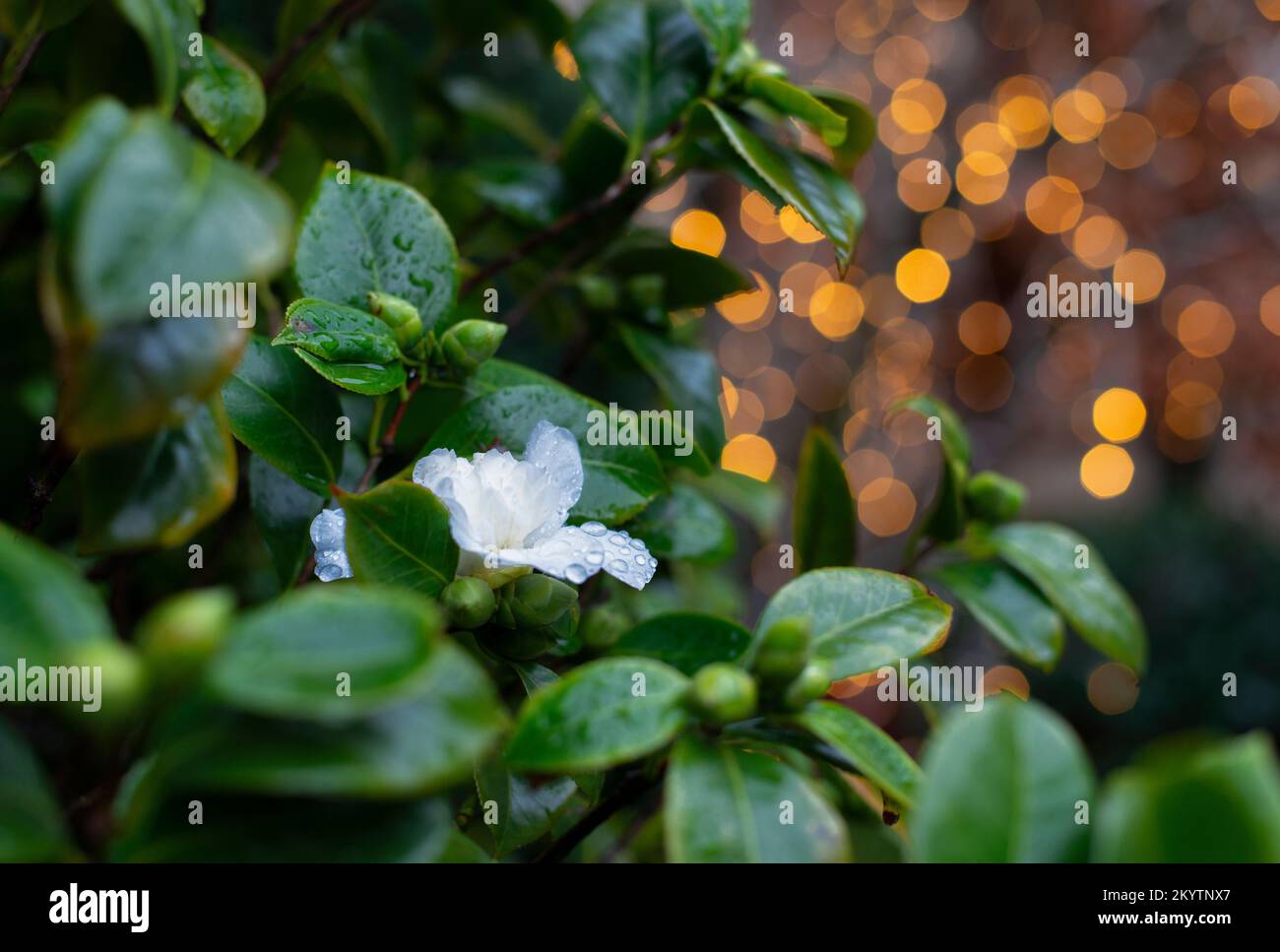 Sfondo floreale con luci sfocate, fiore bianco con gocce di pioggia Foto Stock