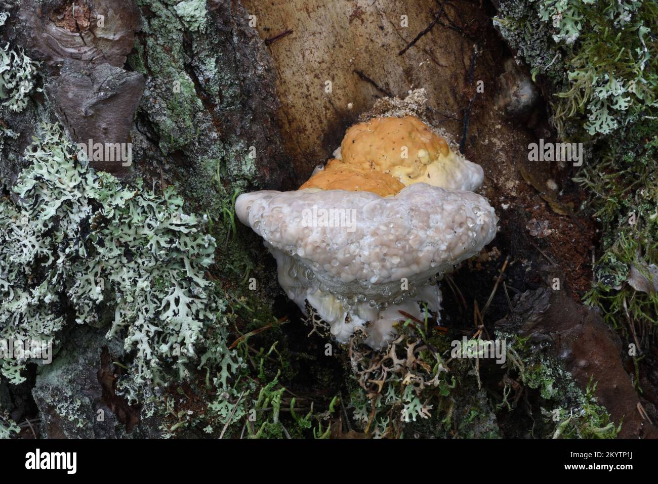 Giovane Conk con cintura rossa o decadimento dello stelo Fungus Fomitopsis pinicola Shelf Fungus o Bracket Fungus o funghi Foto Stock