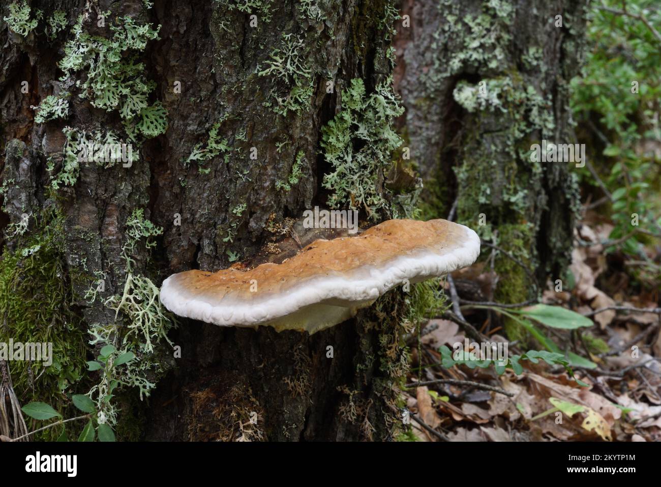 Giovane Conk con cintura rossa o decadimento dello stelo Fungus Fomitopsis pinicola Shelf Fungus o Bracket Fungus o funghi Foto Stock