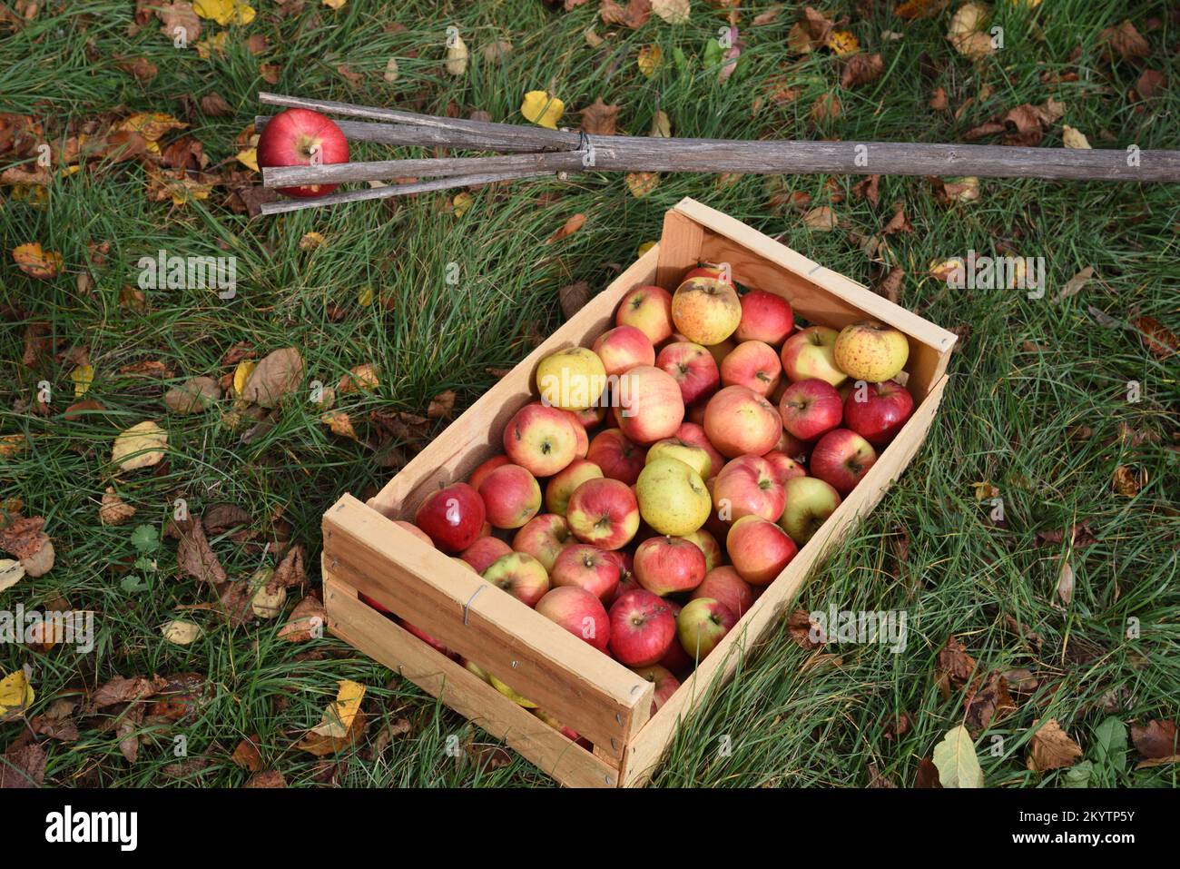 Mele raccolte in Cratere di frutta di legno e raccoglitrice di mele tradizionale o fatta in casa fatta da ramo di comune Hazel Tree, Corylus avellana Foto Stock