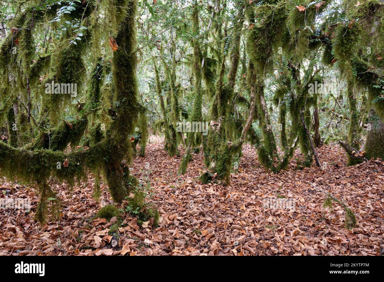 Lichen con aneto verde, Usnea sp, che colpisce alberi di scatola comuni o Foresta di Boxwood, sempervirens di Buxus Foto Stock