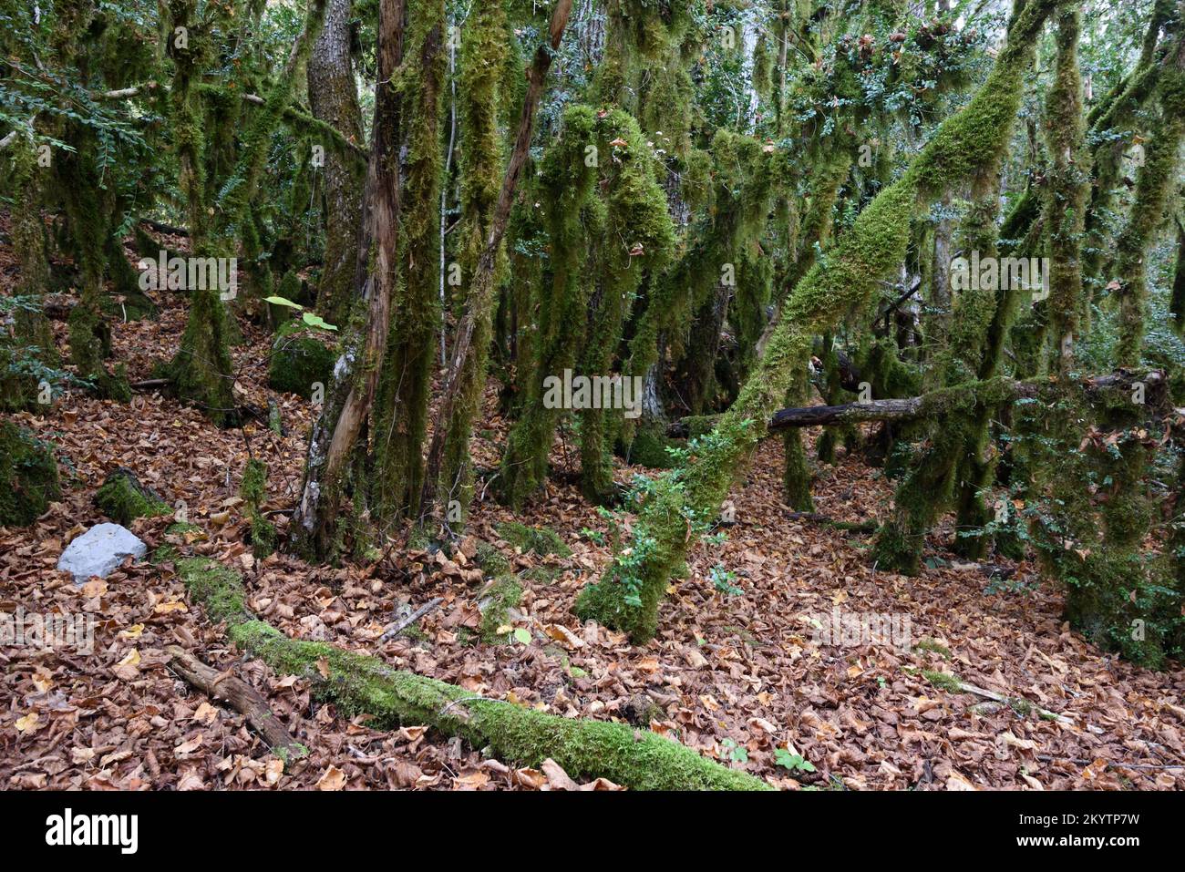 Lichen con aneto verde, Usnea sp, che colpisce alberi di scatola comuni o Foresta di Boxwood, sempervirens di Buxus Foto Stock