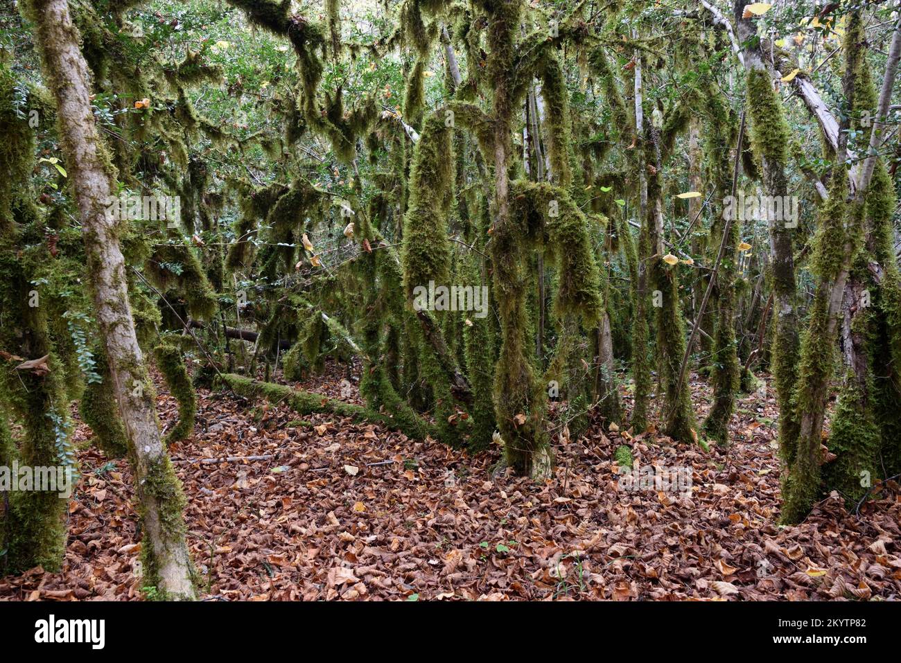 Lichen con aneto verde, Usnea sp, che colpisce alberi di scatola comuni o Foresta di Boxwood, sempervirens di Buxus Foto Stock